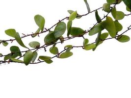 Drachenschuppen oder Pyrrosia Piloselloides auf weißem Hintergrund. grüne Pflanze hängt foto
