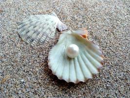 Muschel mit einer Perle im Sand foto
