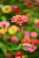 zinnia blumen, bunte blumen, tropische blumen, thailändische blumen, nahaufnahme. foto