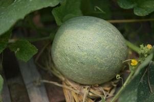 Melone, Wassermelone, Gewächshaus, ungiftig. foto