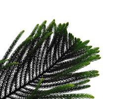 Hoop Pine Leaves oder Norfolk Island Pine Leaf auf weißem Hintergrund foto