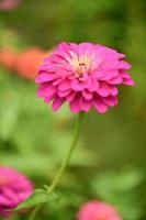 zinnia blumen, bunte blumen, tropische blumen, thailändische blumen, nahaufnahme. foto