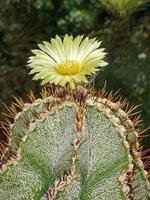 Kaktus mit Blume Astrophytum foto