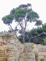 Baum mit alter Steinmauer in der Sonne foto