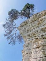 Baum auf einem Hügel foto