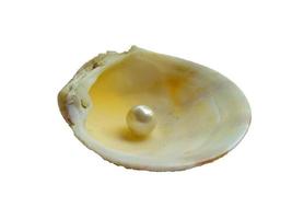 Muschel mit Perle isoliert auf weißem Hintergrund foto