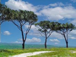 Baum auf einem Hügel foto