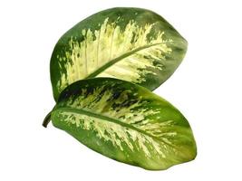 Aglaonema-Blatt auf weißem Hintergrund foto