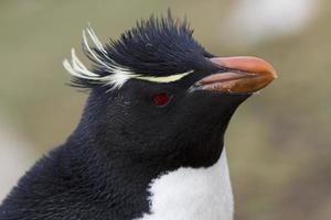 Rockhopper Pinguin Porträt foto