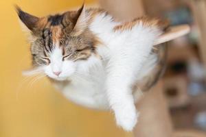 Katze schläft auf einem Holztisch. schlafende Katze foto