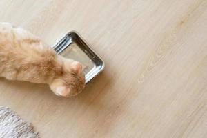 Ansicht von oben, rote Katze von oben gesehen, die Kibble auf einem Holzboden isst. Orangefarbenes Kätzchen frisst drinnen aus einer Schüssel foto