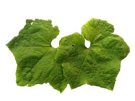 grüne Blätter lokalisiert auf weißem Hintergrund foto