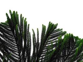 Hoop Pine Leaves oder Norfolk Island Pine Leaf auf weißem Hintergrund foto