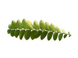 grüne Pflanze oder grüne Blätter isoliert auf weißem Hintergrund foto