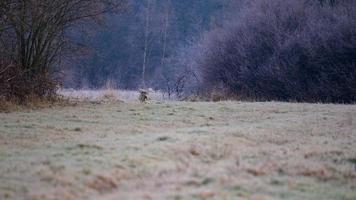 Husky-Spaziergang und Joggen im Herbstwald, freies und glückliches Haustier. foto