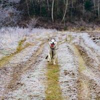 Reithund der sibirischen Husky-Rasse im Wald bei einem Spaziergang, Morgenfröste auf dem Gras im Spätherbst. foto