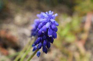 Frühlingsblumen foto