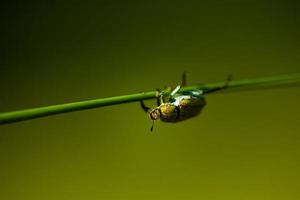 kleiner grüner käfer, der vom gras hängt foto