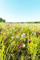 Wiese mit blauen und lila Blumen und grünem Gras foto