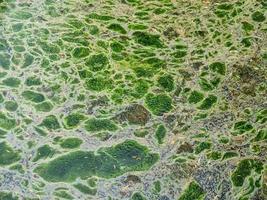 Hintergrundtexturmuster von Algen, die eine dicke Schicht auf der Wasseroberfläche bilden foto