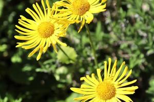 schöne Blumen in einem europäischen Garten in verschiedenen Farben foto