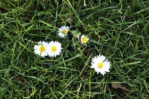 schöne Blumen in einem europäischen Garten in verschiedenen Farben foto