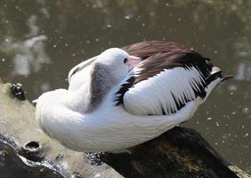 schöne Enten, die in einer grünen ländlichen Umgebung herumlaufen foto