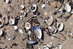 Muscheln auf dem Strandsand in der Sommersonne - Urlaubshintergrund. foto