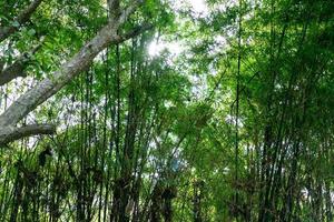 bambusbaum im wald mit dem glitzerlicht zwischen den blättern. foto