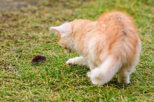 Nach der Jagd spielt eine Katze mit ihrer Beute, einer Katze und einem Maulwurf in der Natur. foto