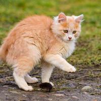 verängstigter Maulwurf und rote Katze, eine Katze, die mit ihrer Beute im Gras spielt, ein natürlicher Instinkt einer Katze. foto