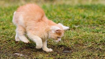 verängstigter Maulwurf und rote Katze, eine Katze, die mit ihrer Beute im Gras spielt, ein natürlicher Instinkt einer Katze. foto