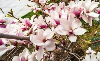 Blühender Magnolienbaum im Frühjahr auf pastellfarbenem Bokeh foto