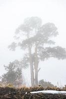 mit Schnee bedeckt Kaukasus foto