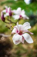 Blühender Magnolienbaum im Frühjahr auf pastellfarbenem Bokeh foto