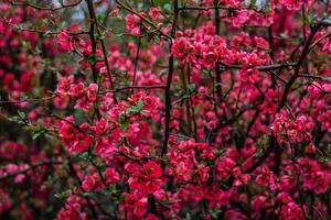 blühende Kirsche im Frühlingsgarten foto