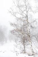 mit Schnee bedeckt Kaukasus foto