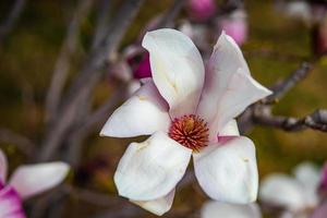 Blühender Magnolienbaum im Frühjahr auf pastellfarbenem Bokeh foto