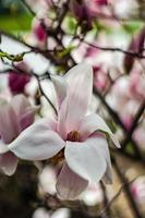 Blühender Magnolienbaum im Frühjahr auf pastellfarbenem Bokeh foto