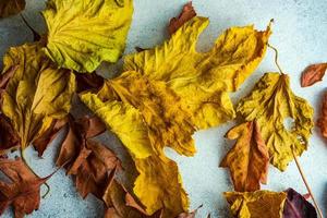 trockene herbstliche blätter auf konkretem hintergrund foto