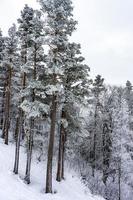 mit Schnee bedeckt Kaukasus foto