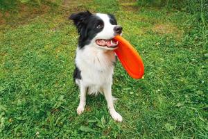 Outdoor-Porträt von süßen, lustigen Hündchen-Border-Collie-Fangspielzeug in der Luft. Hund spielt mit Flugscheibe. sportliche Aktivität mit Hund im Park draußen. foto