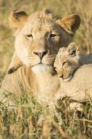 afrikanischer männlicher Löwe und Jungtier (Panthera Leo) Südafrika foto