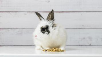 Nahaufnahme des süßen weißen Häschens isst trockene Nagetierfuttermischung auf Holzhintergrund. ausgewogenes Futter mit Getreide, Saaten, Erbsen, Trockengemüse. foto