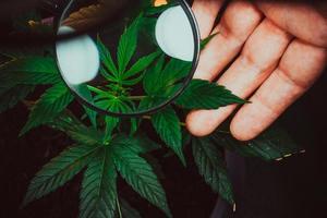 Person betrachtet medizinische Marihuana-Pflanze mit Lupe. Cannabispflanze, die drinnen wächst. foto