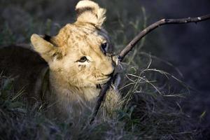Löwenbaby spielt mit einem Ast