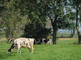 das dorf ditzum an der ems foto