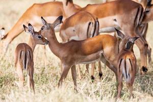 junges impala baby steht und beobachtet andere antilopen in a foto