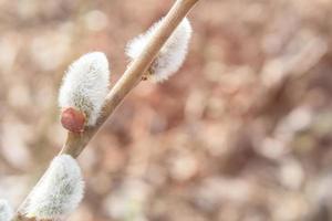 weidenfrühlingsknospen am zweig. blühende verba im frühlingswaldhintergrund. foto