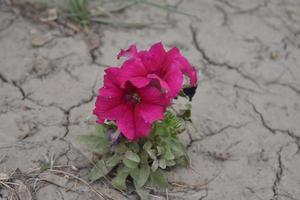 Rosa Petunienpflanze im Garten. schöne Petunienblüte. Surfinia heiße rosa Blume foto